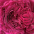 Ljubičasta  - Hibrid perpetual ruža - Empereur du Maroc